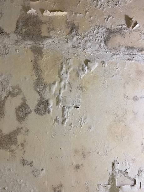 Best Local Mold Removal Service  in Royse City, TX
