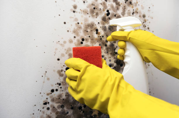 Best Crawl Space Mold Removal  in Royse City, TX