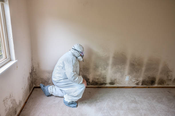 Best Attic Mold Removal  in Royse City, TX